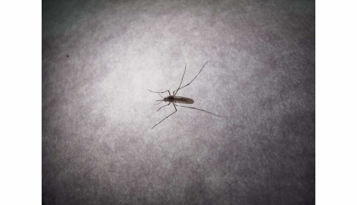 Foyer de transmission du chikungunya en métropole