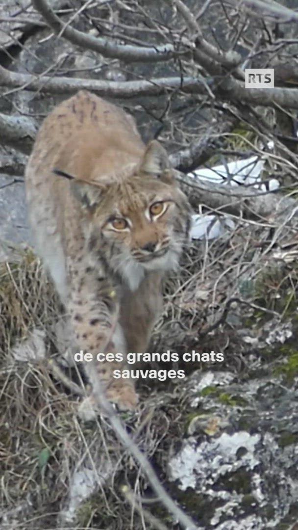 L'avenir du lynx en Suisse est incertain.