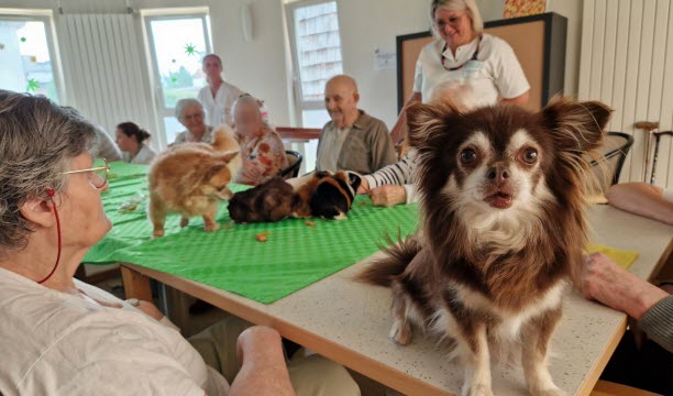 Cochons d'Inde, lapins et petits chiens stimulent les capacités cognitives et motrices. Ils rappellent des souvenirs aux personnes atteintes d'Alzheimer.