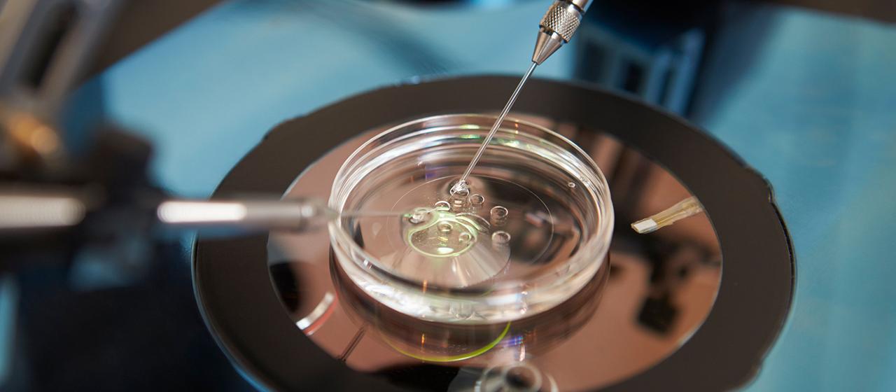 Une fécondation in vitro réalisée dans un laboratoire.