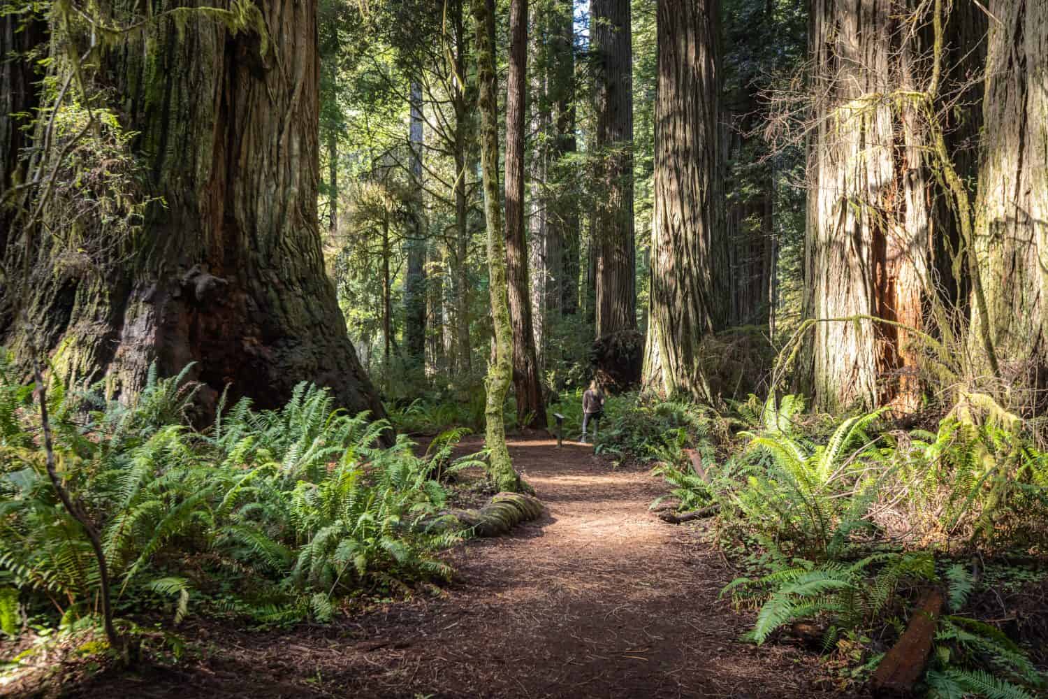 Forêt privée
