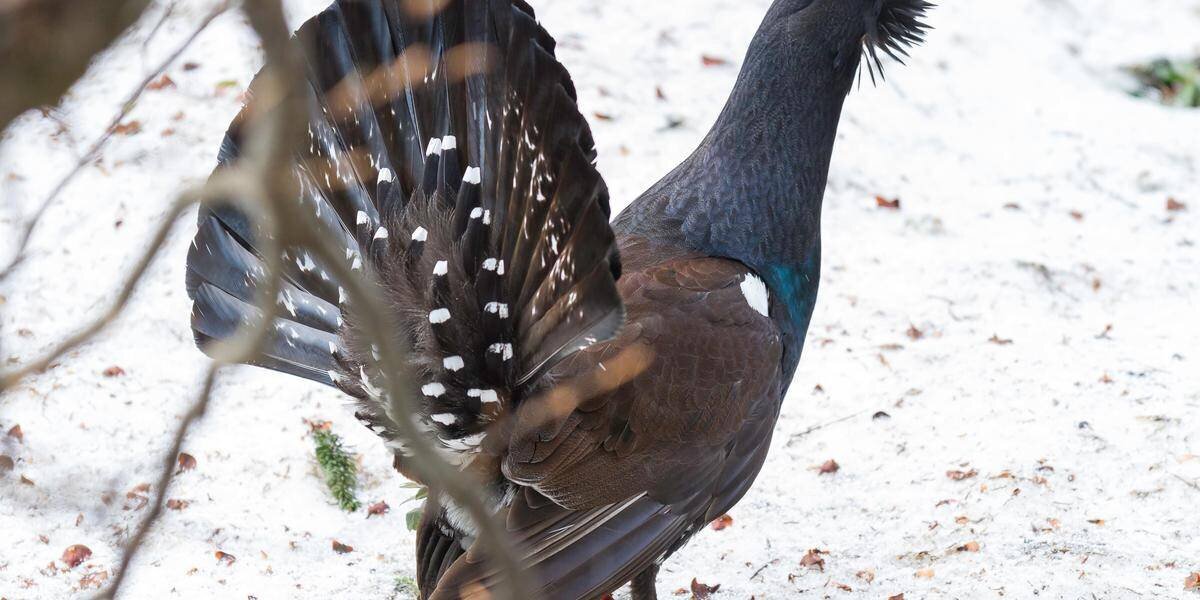 Grand tétras relâchés dans le massif des Vosges