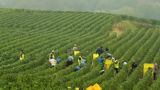 Exploitation des saisonniers dans la Champagne