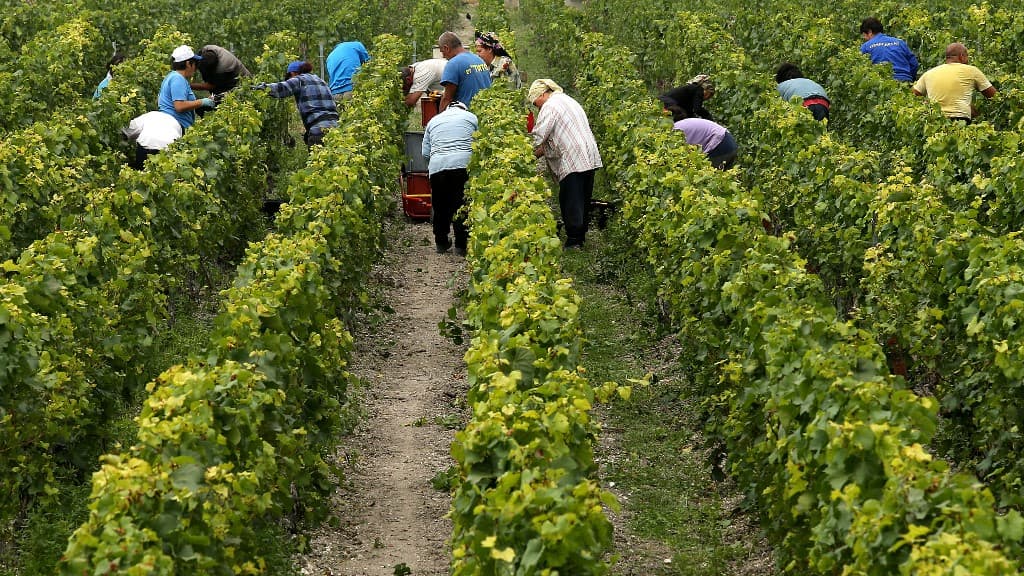 Vendangeurs dans un vignoble de Champagne lors des vendanges 2017