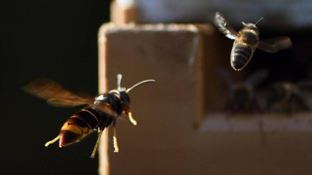 Frelon asiatique dans un jardin