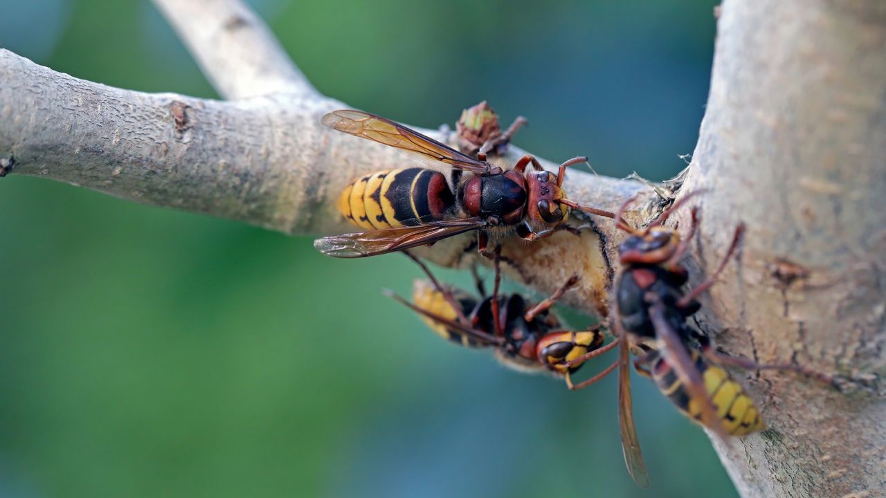 Frelons asiatiques attaquant dans un arbre