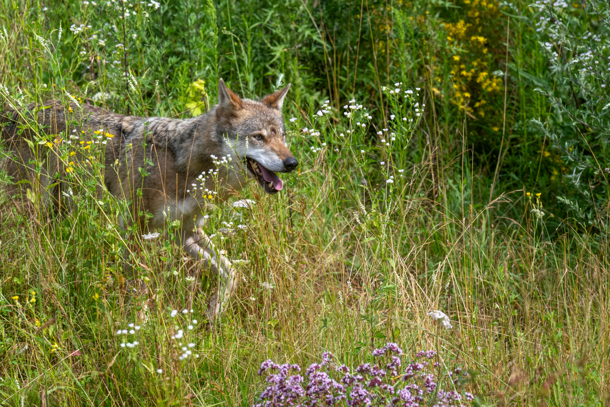 Un loup observé par les taxidermistes André Keiser et Céline Mouillé au zoo de la Garenne, Le Vaud, 22 juillet 2024.