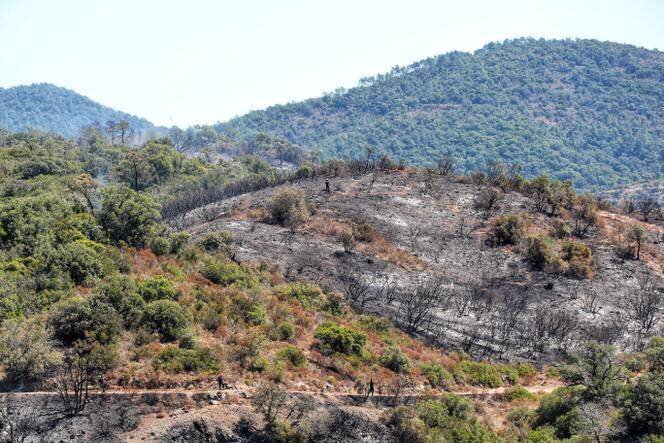 Après un incendie dans le massif de l’Esterel (Var), le 18 juillet 2025.