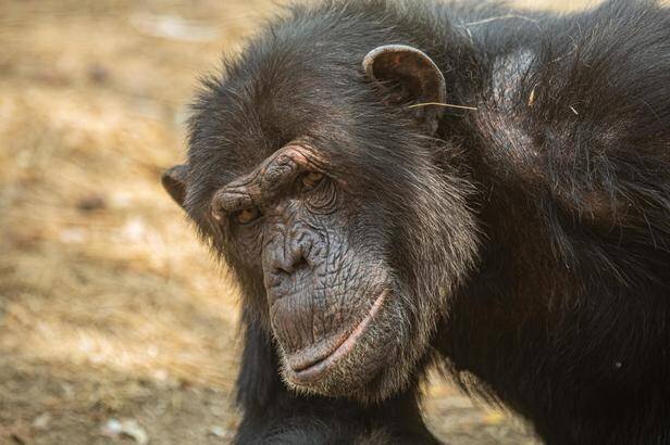 Des chimpanzés lancent une étrange mode: de l’herbe dans les oreilles