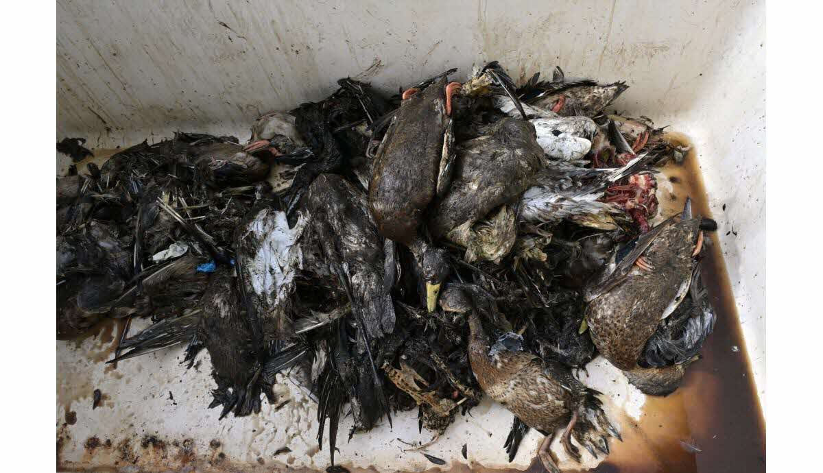 Des milliers d'oiseaux morts en Loire-Atlantique à cause du botulisme