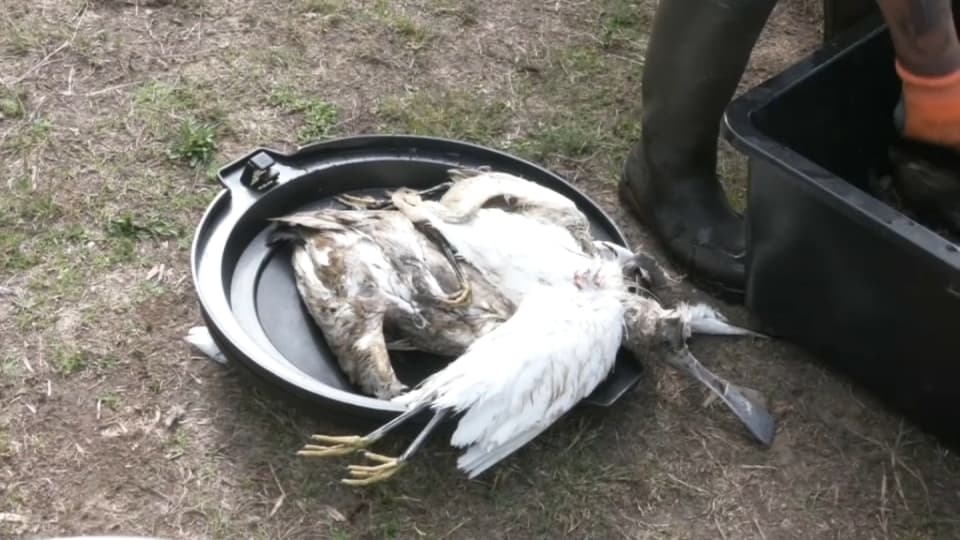 Un oiseau mort victime du botulisme en Loire-Atlantique