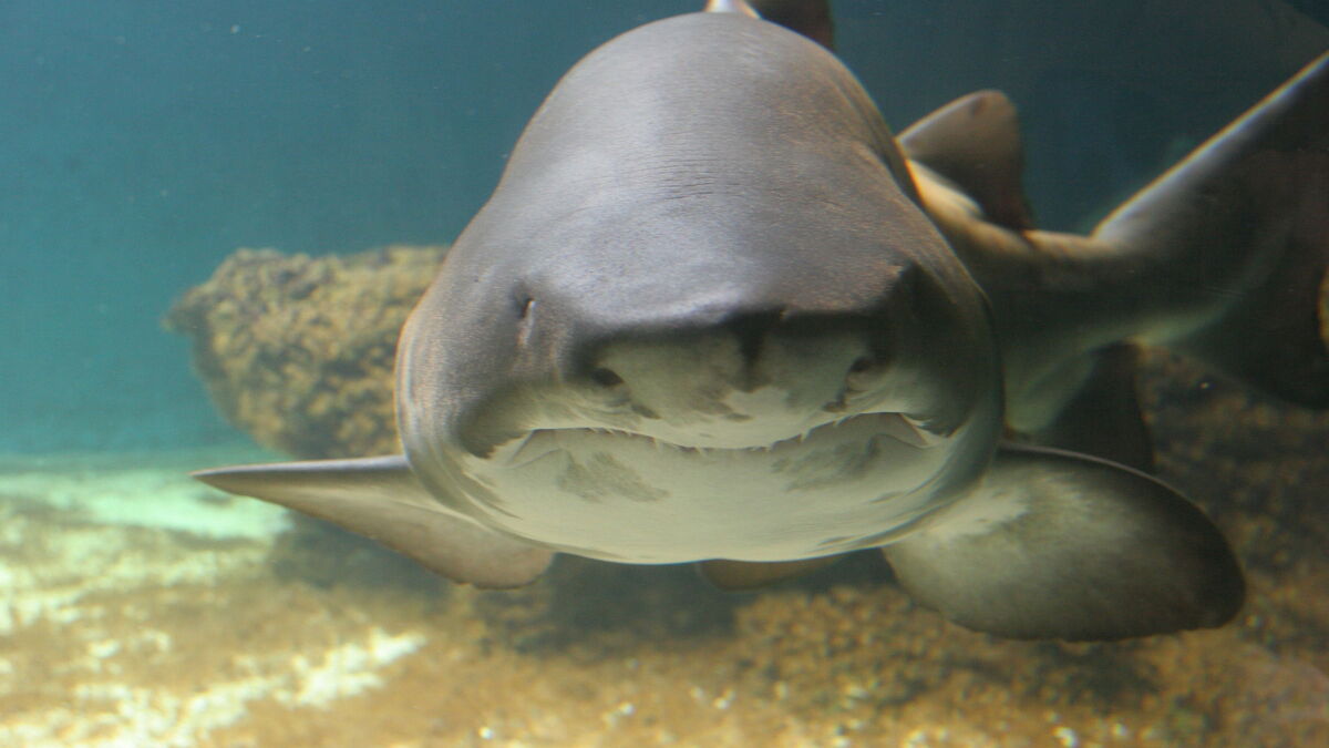 Jeune enfant évacué après une attaque de requin en Polynésie