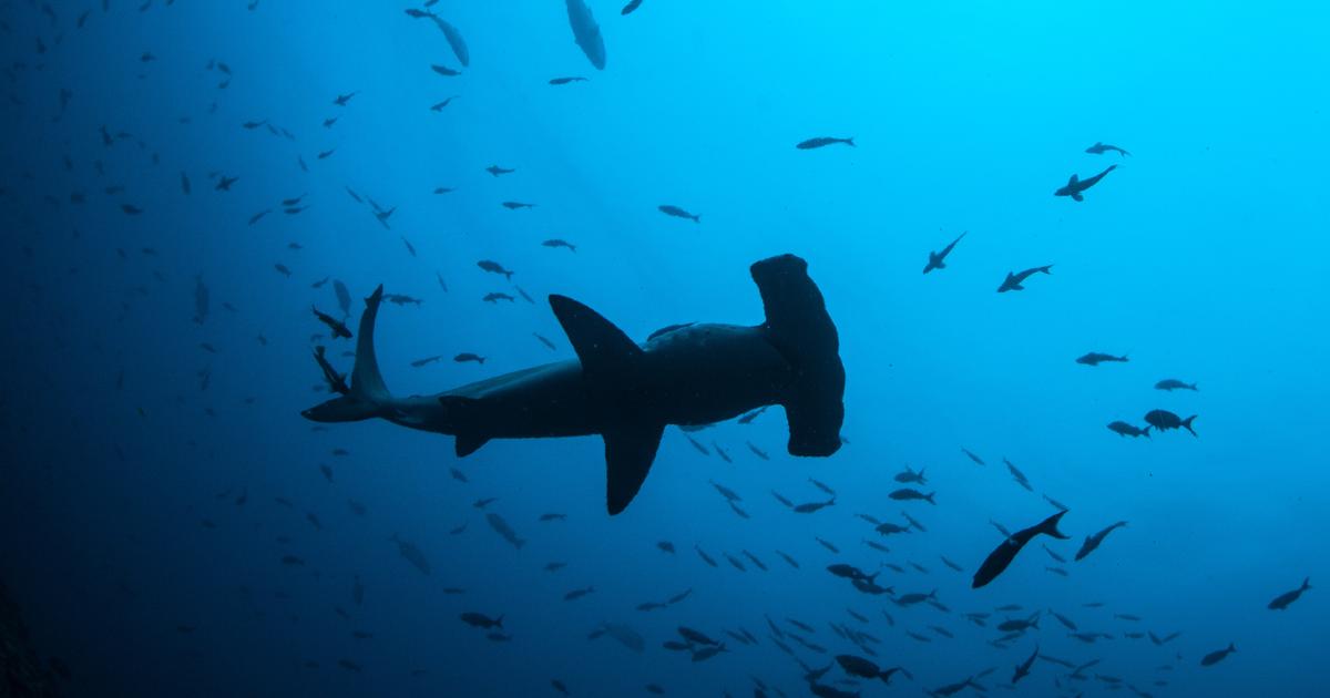Requin observé dans les eaux des Marquises