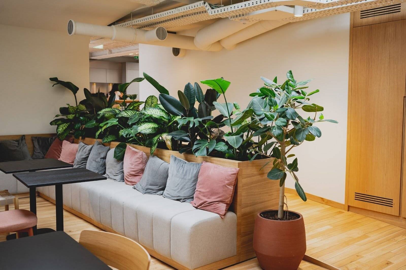 Plantes dans le bureau