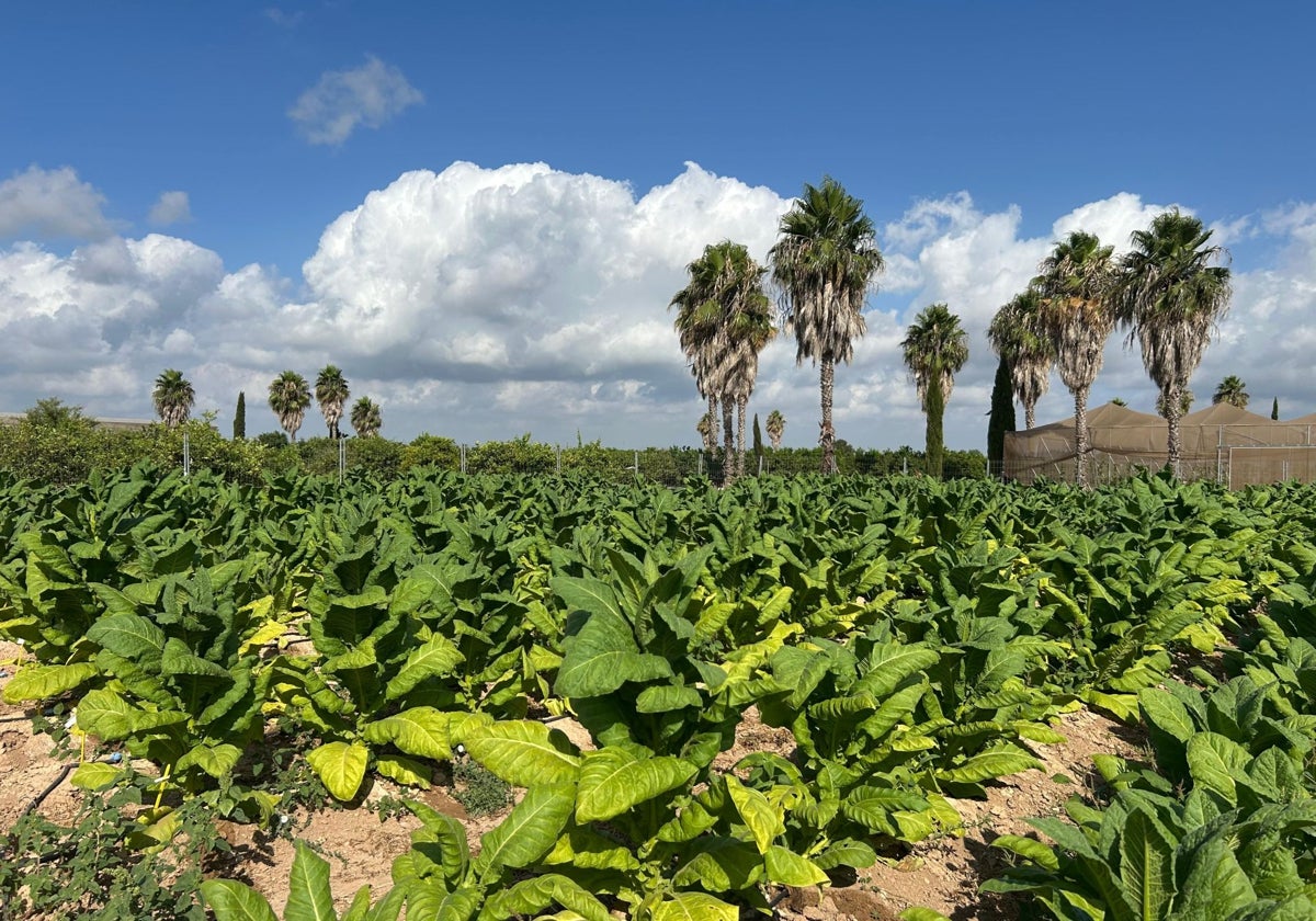 Plantation de tabac expérimental à Polinyà de Xúquer