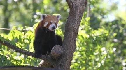 Un panda roux au zoo d'Amiens lors de sa réouverture, le 2 juin 2020. (FRED HASLIN / MAXPPP)
