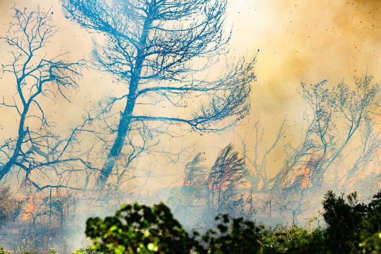 600 hectares ont été parcourus par les flammes.