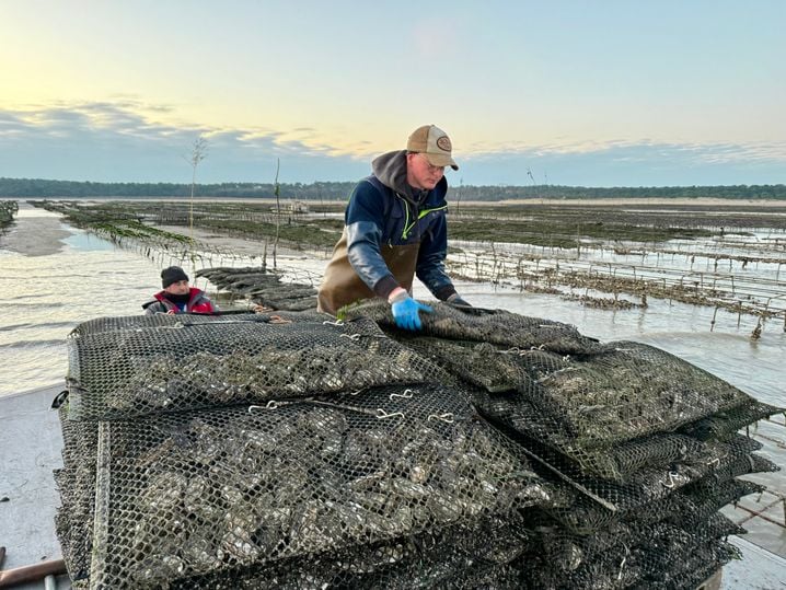 L'ostréiculture pourrait ne plus être viable d'ici 10 ou 15 ans en baie de Morlaix.