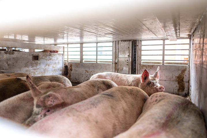 La production de cochons dépasse 3.000 porcs au km2 dans certaines parties du pays du Léon.