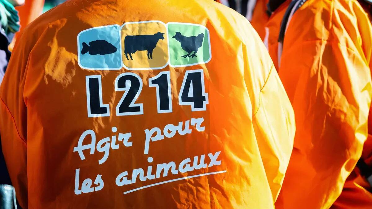 Abattoir de Porto-Vecchio, scène de maltraitance animale