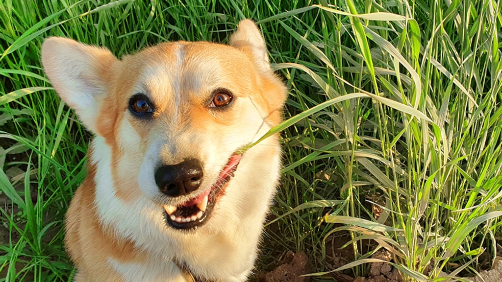 Un chien mange de l'herbe