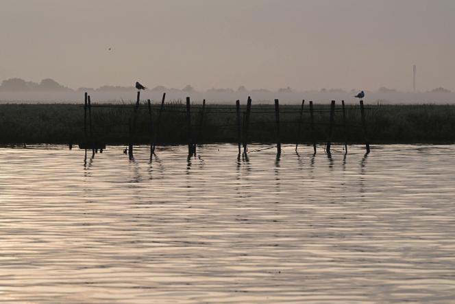 Des oiseaux près de Trignac, le 26 juillet 2025.
