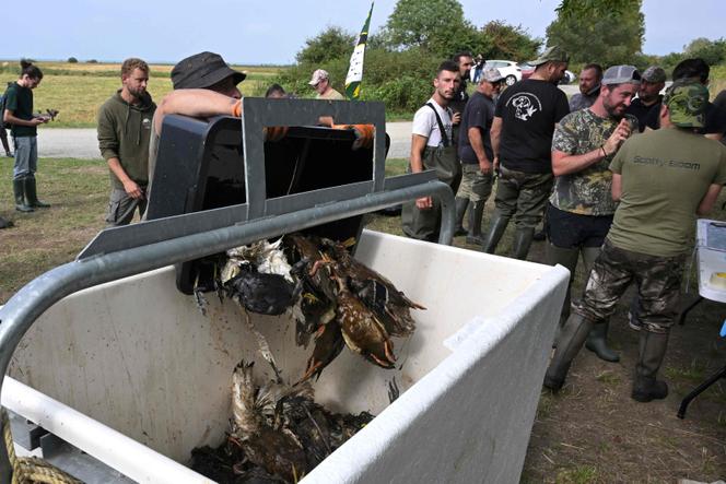 Des chasseurs ramassent des oiseaux morts du botulisme aviaire dans les marais de Brière, près de Trignac, le 26 juillet 2025.