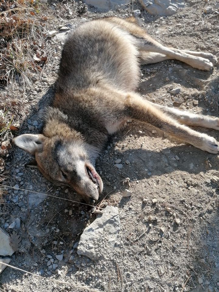 Un loup retrouvé mort à Crupies (Drôme), en mars 2022. (OFB)