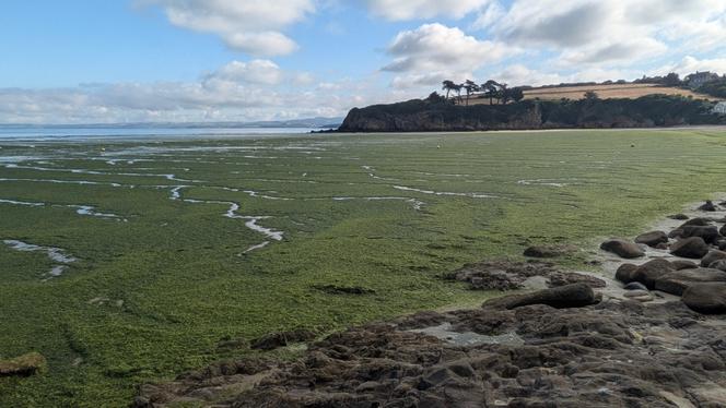 Algues vertes sur la plage du Ris, à Douarnenez (Finistère), le 9 juillet 2025.