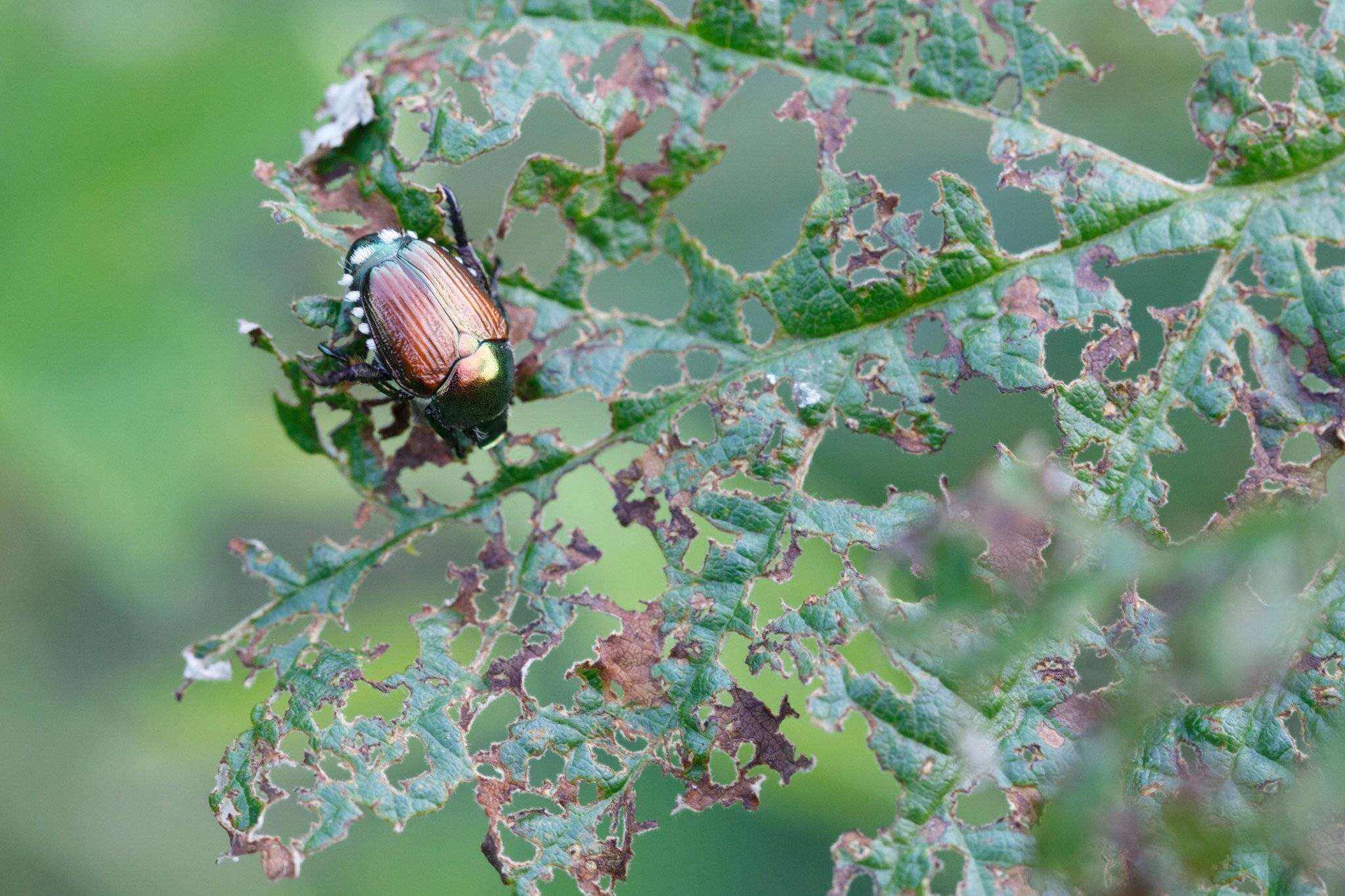 Scarabée japonais (Popillia japonica) sur une feuille verte endommagée dans le Piémont, Italie.