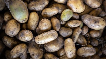 Une pile de pommes de terre dans une ferme de Saint-Avé (Morbihan), le 18 septembre 2024. (JEREMIE LUSSEAU / HANS LUCAS / AFP)
