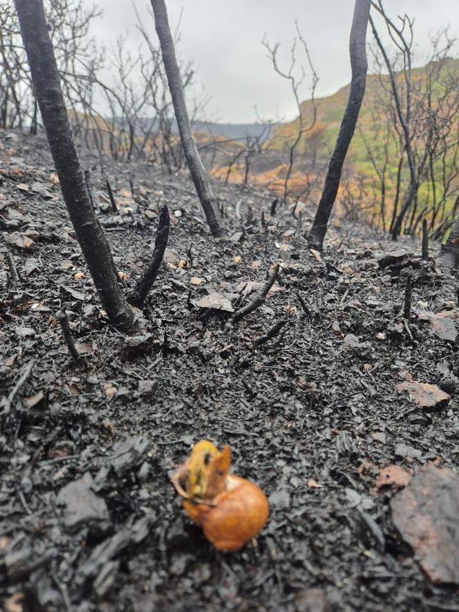 Des escargots, victimes de l’incendie, près de Narbonne (Occitanie), le 13 juillet 2025.