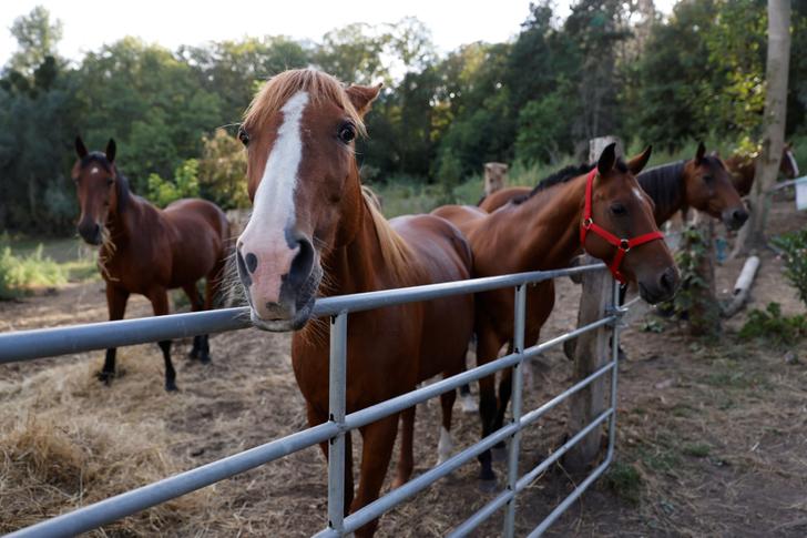 En Normandie, une enquête ouverte après plusieurs cas de chevaux mutilés près du Havre et d’Yvetot. (photo d’illustration)