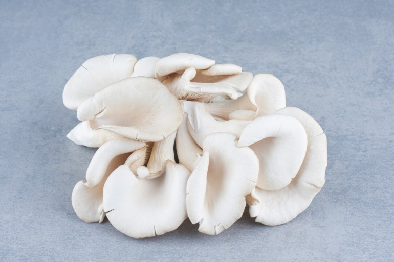 Champignon pleurote en pleine croissance