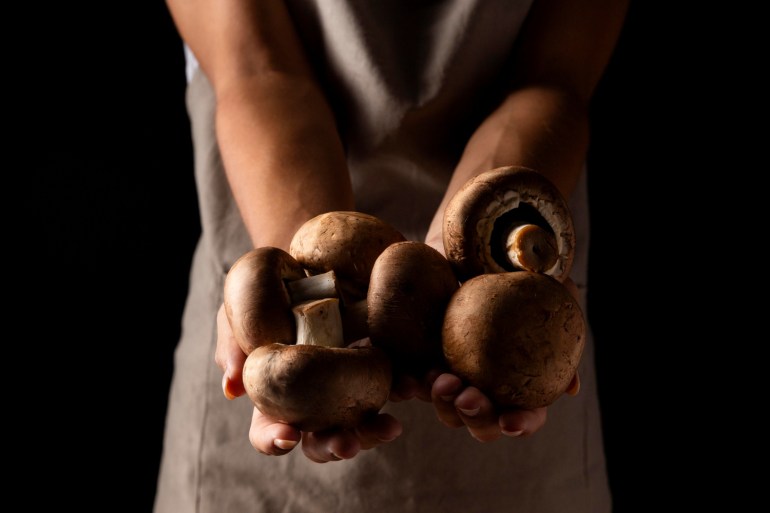 Champignon cultivé pour la sécurité alimentaire