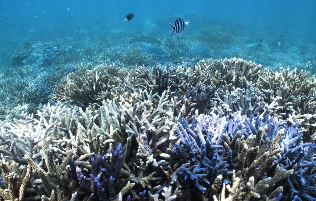 Vue de la Grande Barrière de corail en 2024