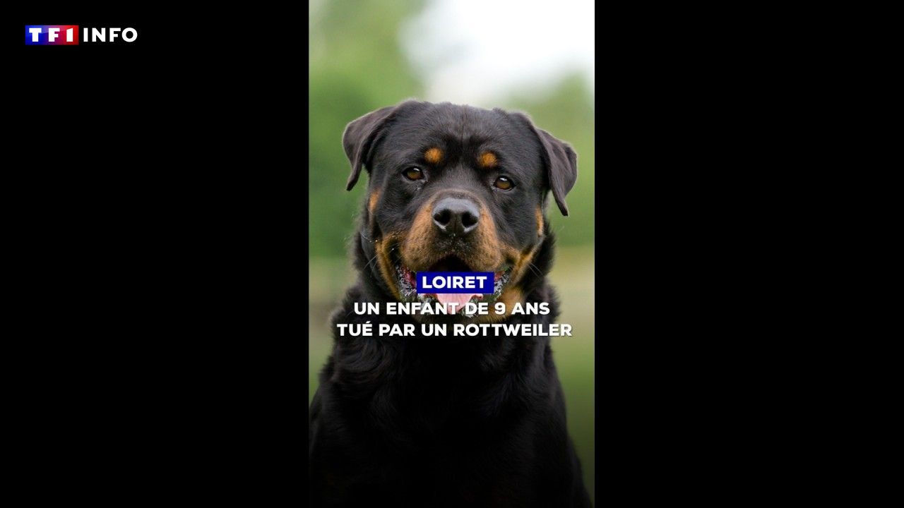 Enfant de 9 ans tué par un rottweiler dans le Loiret