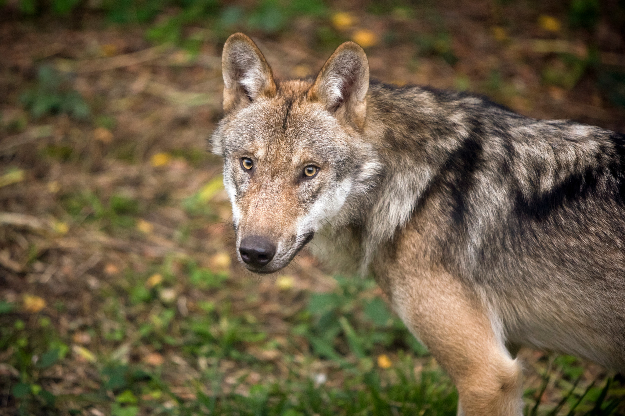 Un loup dans le parc animalier Bruderhaus, debout sur un sol couvert de feuilles.