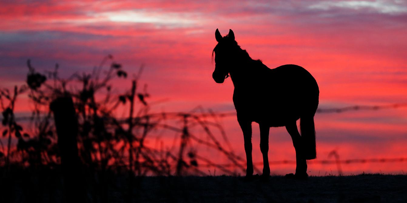 Chevaux mutilés en Normandie