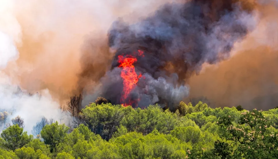 Pompiers travaillant lors d'un feu de forêt