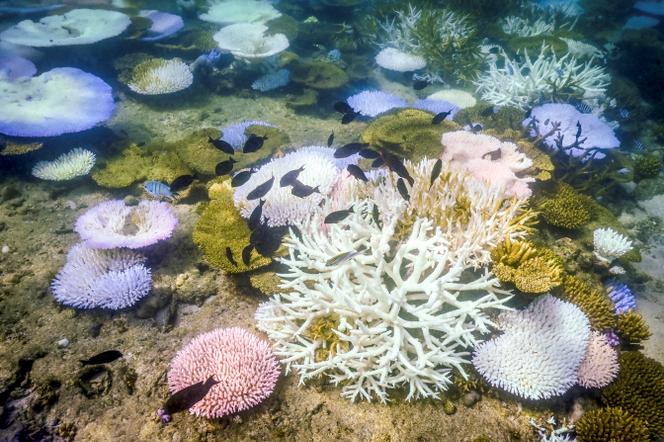 Des coraux blanchis et morts autour de l’île Lizard, sur la Grande Barrière de corail, à 270 kilomètres au nord de Cairns (Australie), le 5 avril 2024.