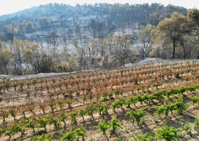 Dommages causés par l’incendie, près de Saint-Laurent-de-la-Cabrerisse (Aude), le 7 août 2025.