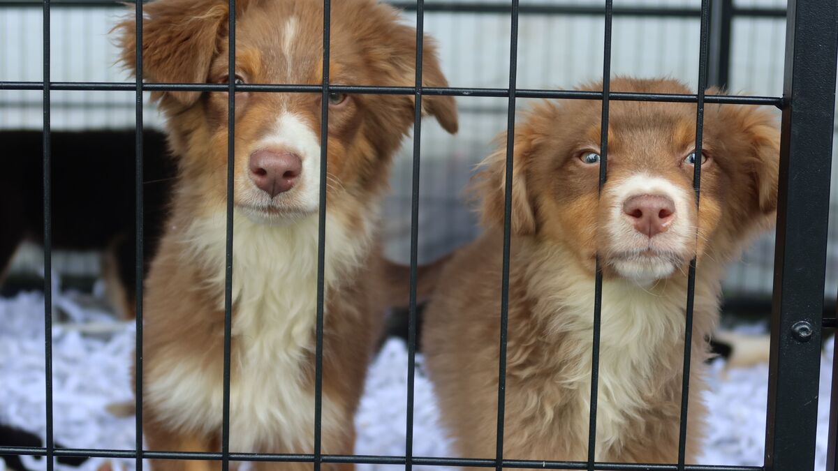 Chiens abandonnés dans une ferme espagnole