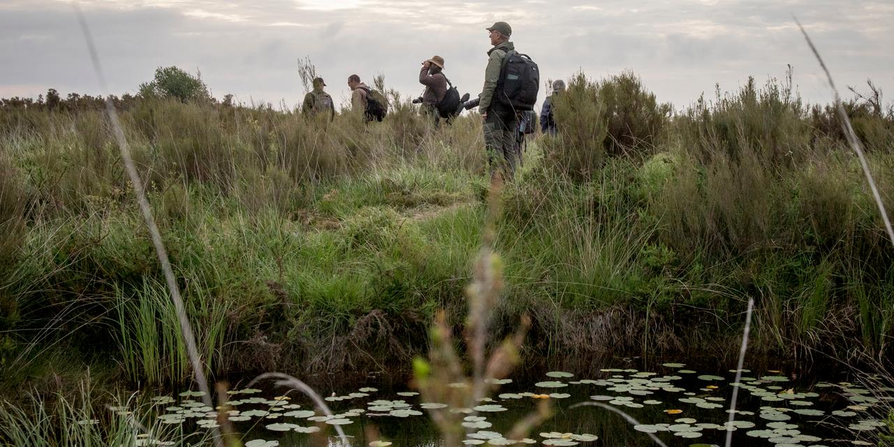 Les six photographes amateurs et leurs guides de l’association Camera Natura arpentent la réserve naturelle nationale du Pinail (Vienne) au petit matin, en quête d’insectes et d’oiseaux à photographier, le 7 juin 2025.