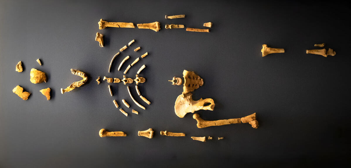 Moulage du squelette de Lucy © MNHN - Agnès Iatzoura