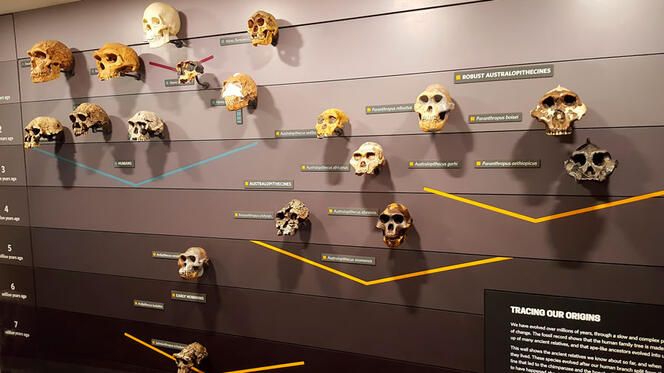 Crânes d’espèces d’hominidés fossiles organisés en frise historique
