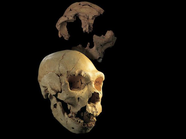 Crânes d’Homo heidelbergensis et Homo antecessor