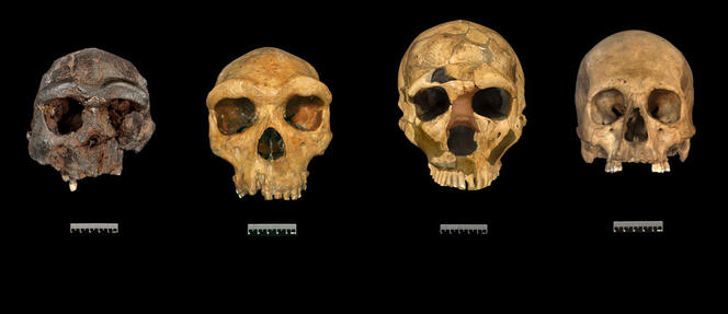 Quatre crânes fossiles (Homo erectus, Homo heidelbergensis, Homo neandertalensis, Homo sapiens)