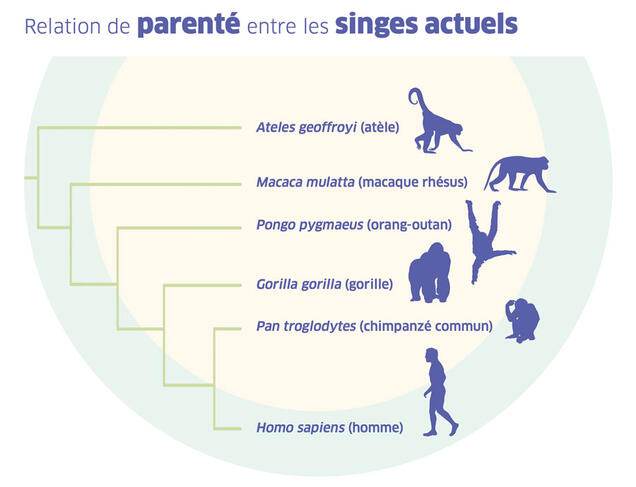 Cladogramme de parenté entre les singes actuels