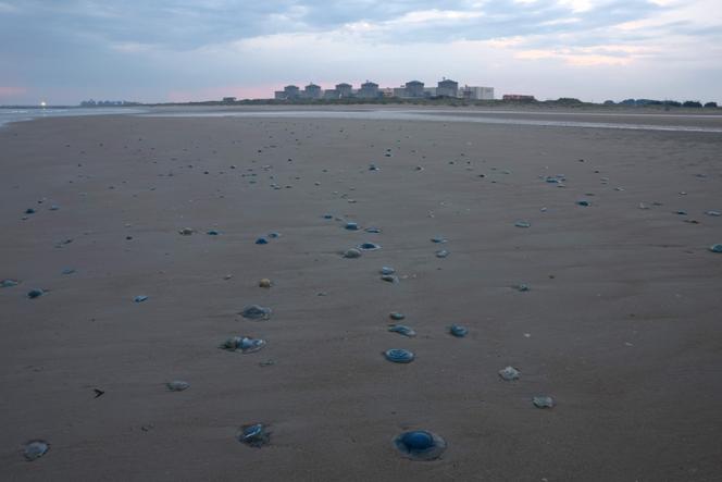 Des méduses sur le rivage près de Gravelines